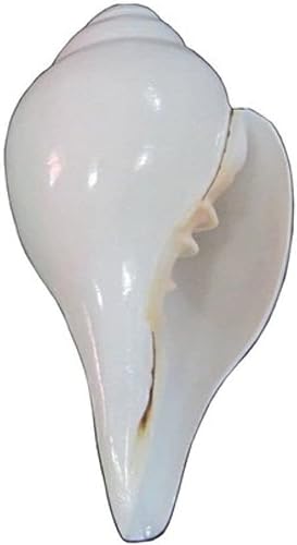 Generic Original Shankh | Puja Sankha | Conch Shell, Pooja Blowing